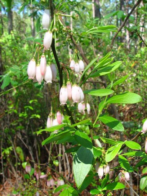 Southern High Bush Blueberry Vaccinium Virgatum Garden Org