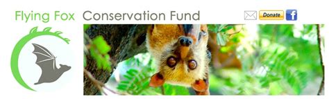 Flying Fox Conservation Fund