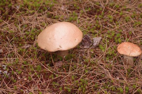 Guided mushroom identification tour to Gatineau area - Holarctic bridge