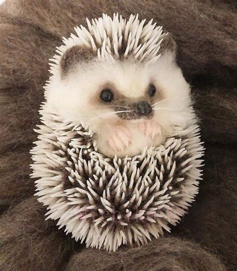 Download Free 100 + baby hedgehog wallpaper