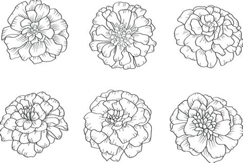 Marigold Flower Drawing Images | Best Flower Site