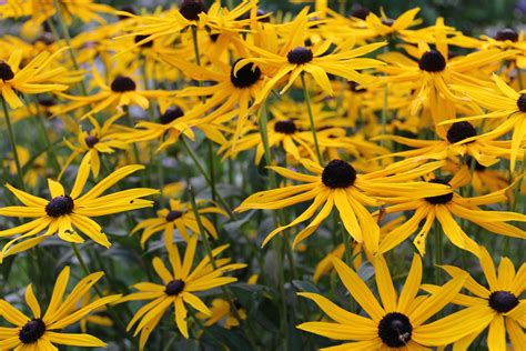 How To Grow Arnica Plant In Your Garden Garden And Happy