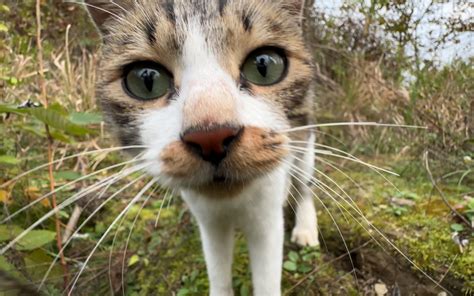 狗子被猫咪狂扇耳光，叫来亲妈帮忙 蒙面鸟哥 蒙面鸟哥 哔哩哔哩视频