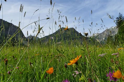 Alpenwiese Blumen Berge Kostenloses Foto Auf Pixabay Pixabay