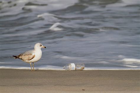 Top 60 Pollution Water Pollution Bird Seagull Stock Photos, Pictures, and Images - iStock