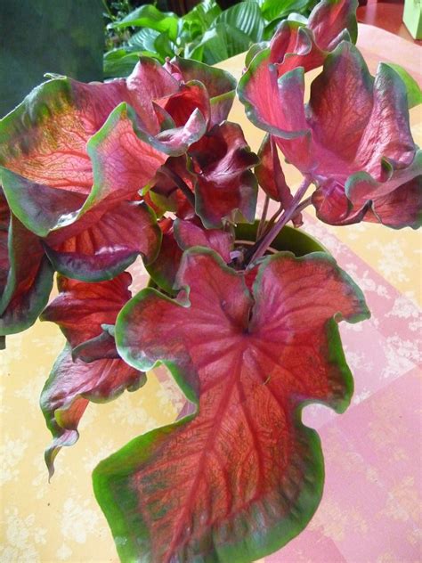 Caladium Red Ruffles Aracées plante d intérieur 17 juin 2012