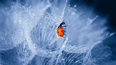 Hd Wallpaper Ladybug Ladybird Lady Bug Drops Macro Photography