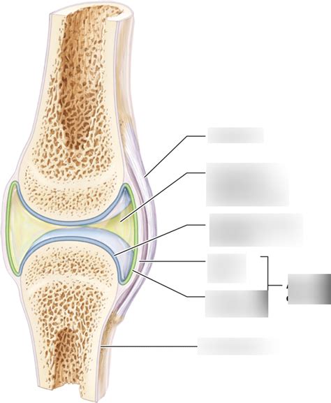 Aandp Lab Exercise 8 Structure Of A Typical Synovial Joint Diagram Quizlet