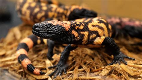 Gila monster venom used in modern medicine | 12news.com