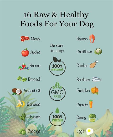 Dog Health Tips Keeping Your Dog Healthy Vitalcute