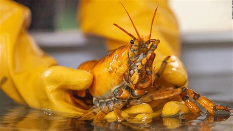 A rare yellow lobster, named Banana, has been caught off the coast of Maine - CNN