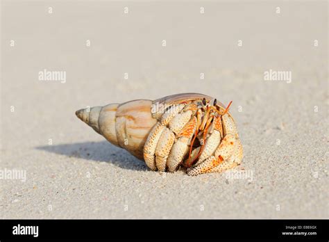 Nahaufnahme Der Einsiedlerkrebs Anomura Auf Sand Des Strandes La