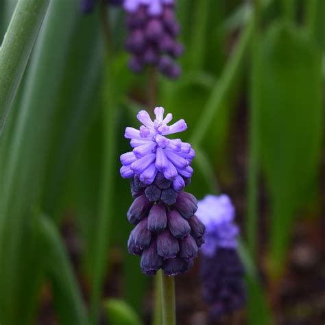 Blue Flower Indigo Nature - Free photo on Pixabay