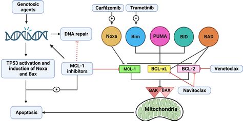 Frontiers Targeting Mcl Protein To Treat Cancer Opportunities And