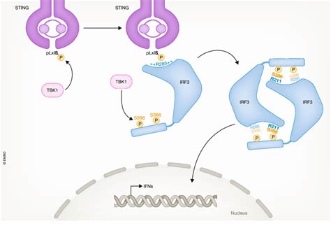 The Activation Mechanism Of IRF3 IRF3 Docks To The Phosphorylated Form