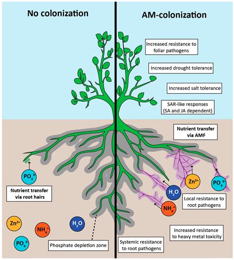 Mycorrhizal Symbiosis