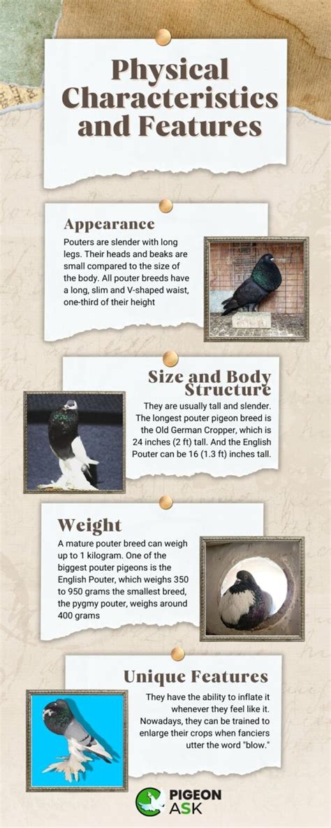 Pouter Pigeons Guide With Infographic Pigeon Ask