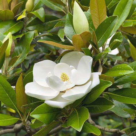 B Y K I Ekli Manolya Magnolia Grandiflora Fidan Burada