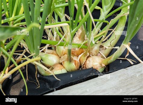 Issaquah Washington State Usa Cluster Of Walla Walla Onions Growing