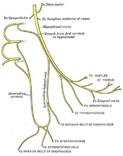 The Hypoglossal Nerve - Human Anatomy