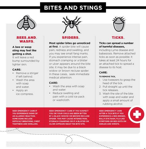 Your Guide To Common Bites And Rashes Bites And Stings Spider Bites