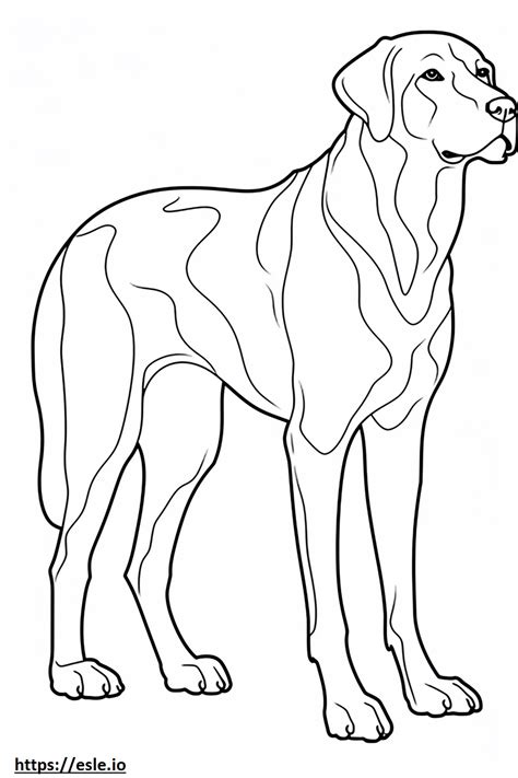 English Foxhound Full Body Coloring Page