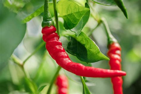 The Cayenne Pepper Capsicum Annuum Is A Tropical Plant That Can