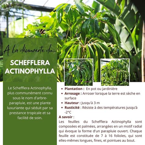 Schefflera Actinophylla