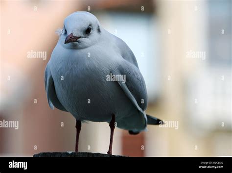 Fat Seagull Hi Res Stock Photography And Images Alamy
