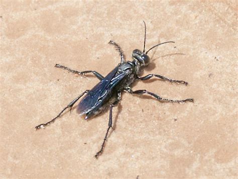 Prionyx Atratus Prionyx Bugguide Net