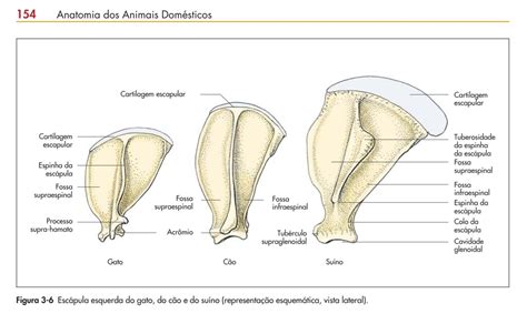 Anatomia veterinária Print Calendar Study Tips Veterinary Anatomy