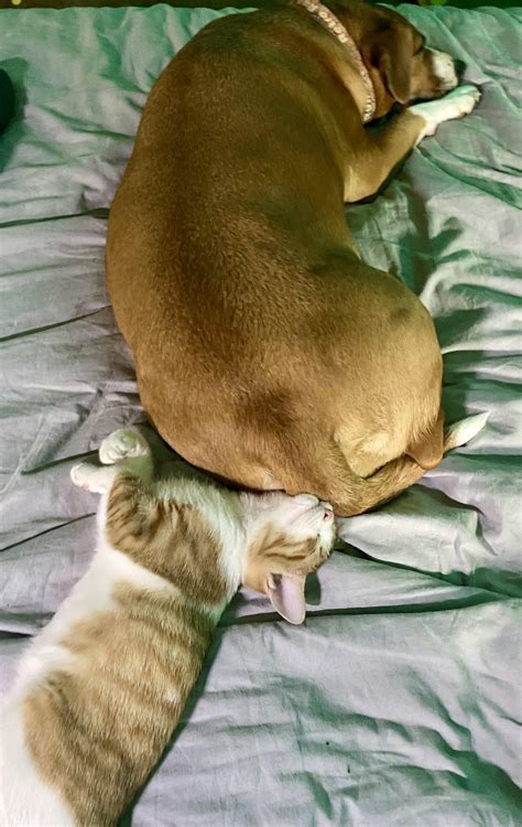 Seems like a bad idea : r/CatsWithDogs