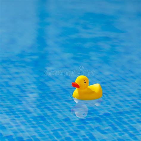 Yellow Rubber Duck In Blue Swimming Pool Stock Image Image Of