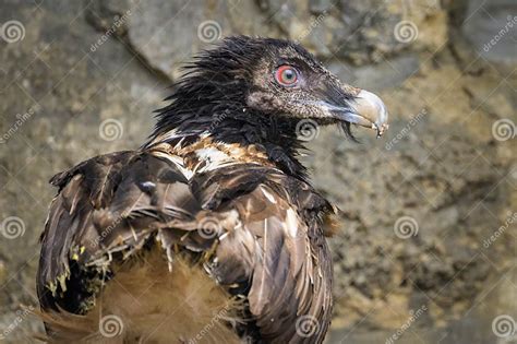 A Bearded Vulture Eating On The Ground Stock Image Image Of White