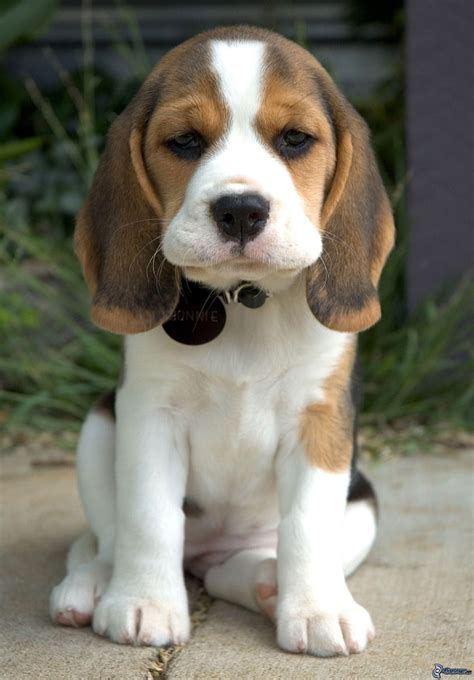 Beagle Puppy Wallpaper - What's New