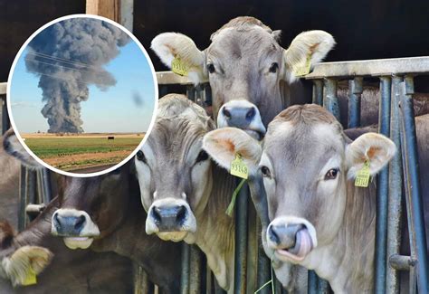 More Than 18000 Cows Perish In Texas Farm Fire