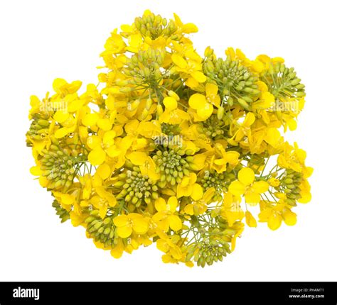 Rapeseed Flower Isolated On White Background Stock Photo Alamy