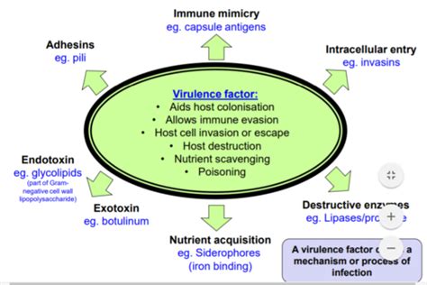 Medical Microbiology 2 Identifying Bacteria And Virulence Factors