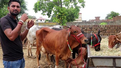 मझ स ससत कई नह द पएग Sahiwal Cholistani Gadri Rathi Cow