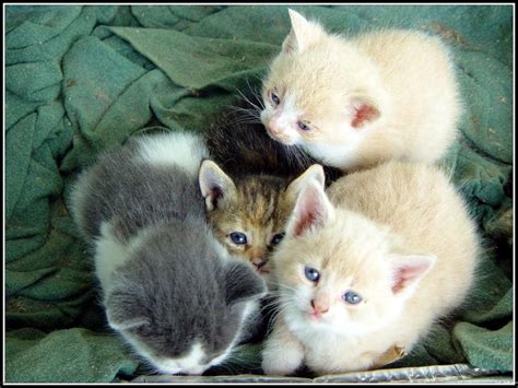 Grands Fonds D Cran Pour De Petits Chatons Fonds D Cran Gratuits