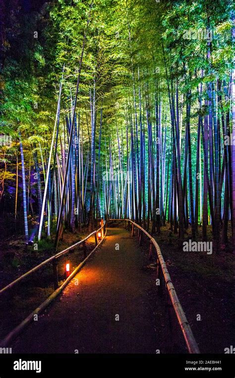 Bamboo Grove Illuminated At Night At The Kodai Ji Temple Kyoto Japan