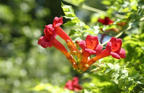 Кампсис. Уход и выращивание. Размножение цветка кампсиса – Flowertimes.ru