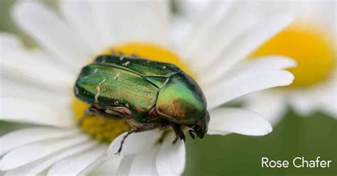 Bad Garden Pests Identifying And Controlling Garden Bugs Garden