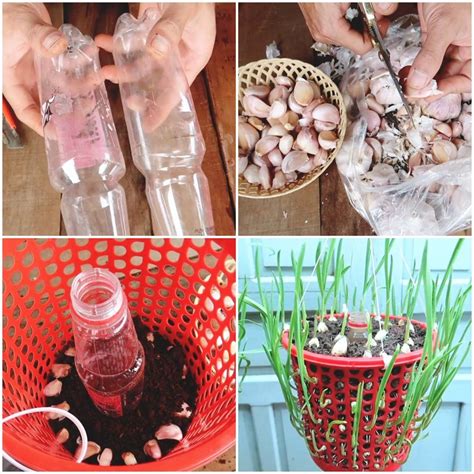 Metdaan Diy You Can Grow Garlic At Home With A Plastic Bucket And