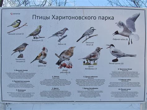 Птицы подмосковья - фото и картинки: 66 штук