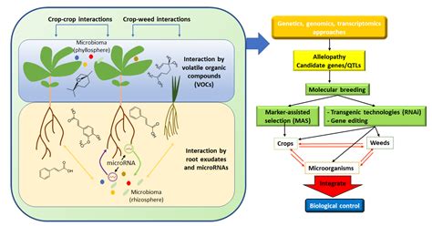 Genomic Approaches In Allelopathy Encyclopedia Mdpi