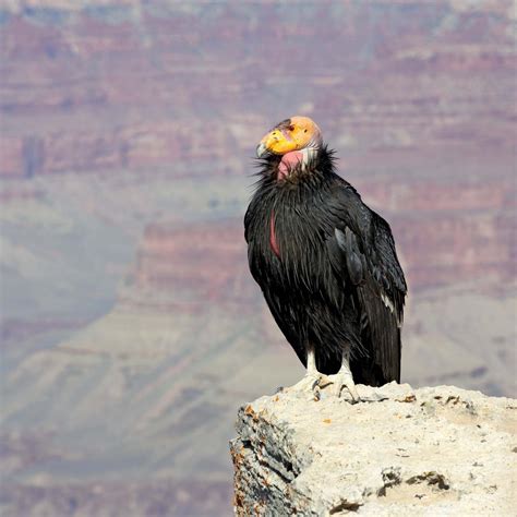 California Condor Wingspan Habitat Population Endangered And Facts