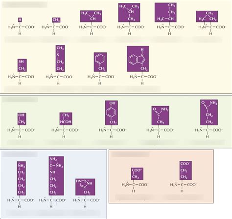 Amino Acids Diagram Quizlet