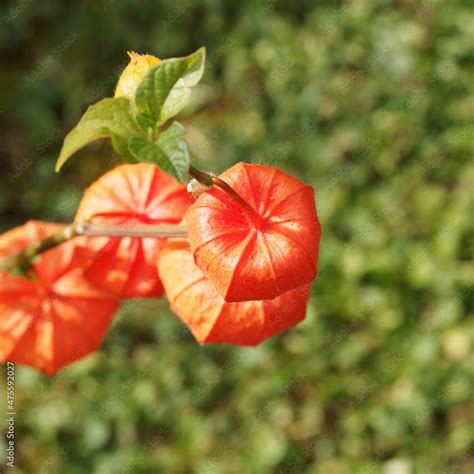 Physalis Alkekengi Coqueret Alk Kenge Amour En Cage Ou Lanterne