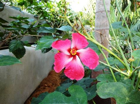 Common Hibiscus I Planted Roots In Mexico Manzanillo Sun